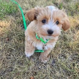 Garrett - Buff and white male Cockapoo puppy in Ellensburg, Washington from Dawn to Dusk Cockapoos