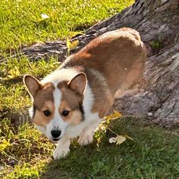 Ringo - Pembroke Welsh Corgi