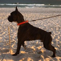 Zinc - Boxer