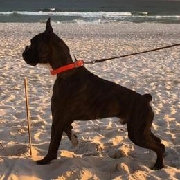 Zinc - Boxer