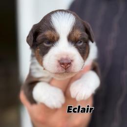 Eclair - Red tri-color female Miniature American Shepherd puppy in Riverton, Utah from Iron Spirit Homestead & Aussies