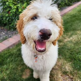 Pickles - Goldendoodle