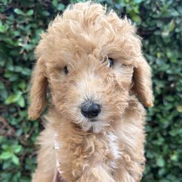 Red - Fawn and white male Sheepadoodle puppy in La Habra, California from Real Doodles of OC