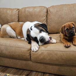 Willow - Mahogany female Dogue de Bordeaux puppy in Fowlerville, Michigan from Big and Little Wiggly Butts LLC