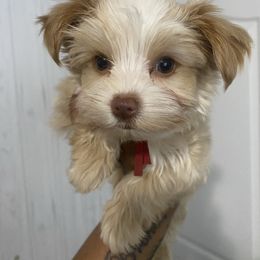Boy 1 - Gold Yorkshire Terrier puppy in Catawba, North Carolina from Gamora’s Galactic Paw Pals