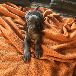 Blue Collar - Liver roan male German Shorthaired Pointer puppy in Covington, Georgia from Peters Built Pointers