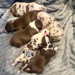 RMM-2 - Red merle female Miniature Australian Shepherd puppy in Chino Valley, Arizona from Perkins Mini/Toy Aussies