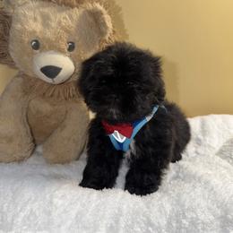 Rocky - Black male Shih Tzu puppy in Ocala, Florida from Mimi's Shih-tzus of Ocala