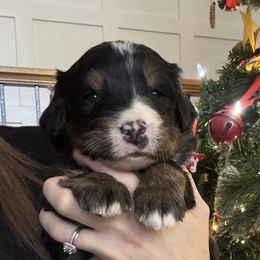 Bernese Mountain Dog Puppies from Berner Acre Woods