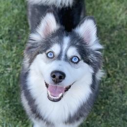 Koda - Pomsky