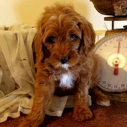 Cavapoos, Goldendoodles, and Poodles from Rosie Doodle Dandies