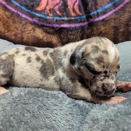 Eowyn - Harlequin female Great Dane puppy in Citra, Florida from AEW Farm