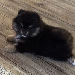 Gia - Black and tan female Pomeranian puppy in Bourbonnais, Illinois from T & D Poms