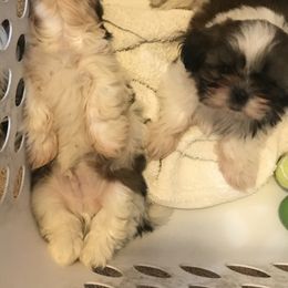 Shih Tzu Puppies from Willow Lane Shih Tzus