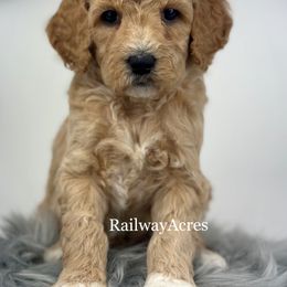Murphy - Apricot male Goldendoodle puppy in Milford, Indiana from Railway Acres Kennel