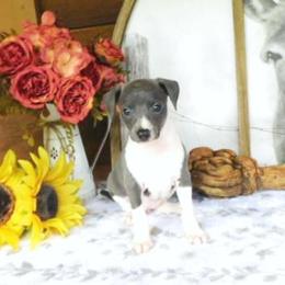 Ava's Female 1 - Blue female Italian Greyhound puppy in Sparta Tn And Caryville Fl, Tennessee from Summerwind Kennel