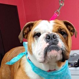 Clarice - Bulldog