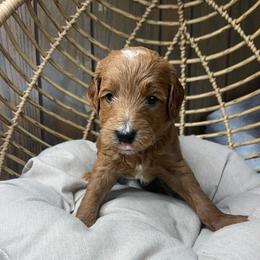 Red abstract male - Red male Bernedoodle puppy in Clarksville, Iowa from Iowa Heartland Doodles