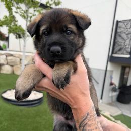 Gold Male - Sable male German Shepherd puppy in Saratoga Springs, Utah from Vom Stille Teufelshunde Kennels
