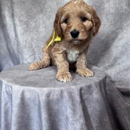 Yellow Female- MiniGoldendoodle - Red  female Goldendoodle puppy in Piedmont, South Carolina from The Farm at Saluda Ridge