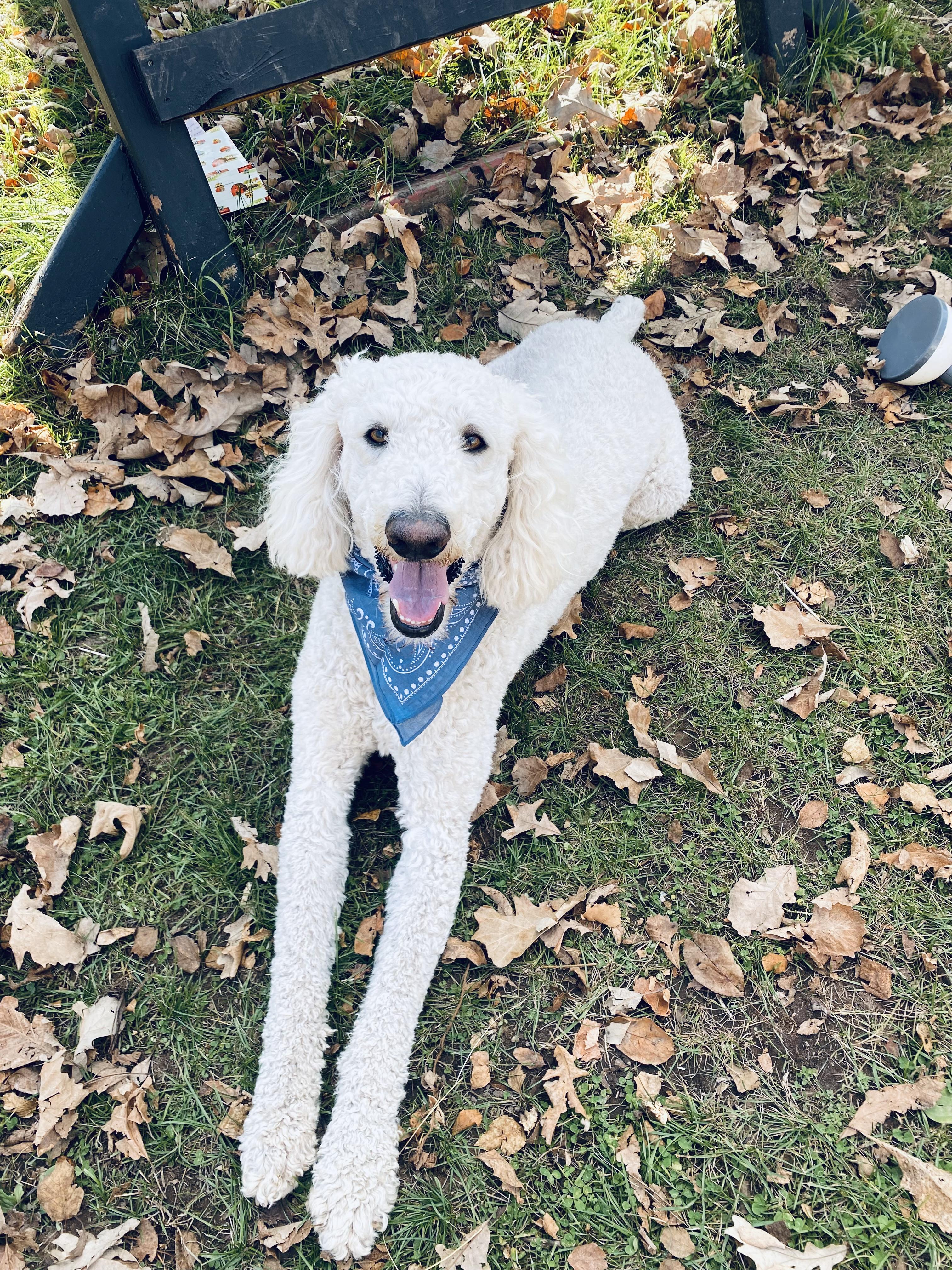 Otis