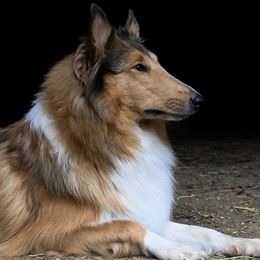 Rory - Collie