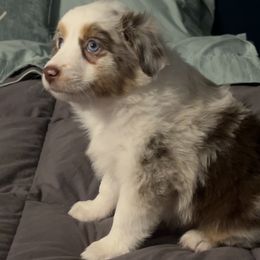 Miniature American Shepherd Puppies from Little Loves Farm
