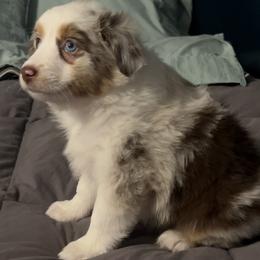 Miniature American Shepherd Puppies from Little Loves Farm