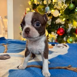 Koda - Red male Boston Terrier puppy in Kentucky from Graceful Paws