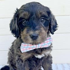 Yeehaw - Merle male Australian Labradoodle puppy in Harrisonville, Missouri from Blessed Day Doodles