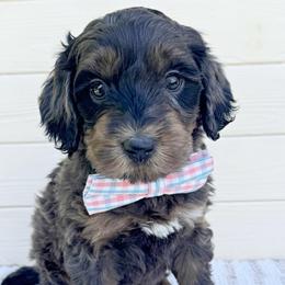 Yeehaw - Merle male Australian Labradoodle puppy in Harrisonville, Missouri from Blessed Day Doodles