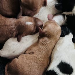 Assorted Doodle Crosses and Cavapoos from Sunshine Creek Farm