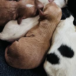 Assorted Doodle Crosses and Cavapoos from Sunshine Creek Farm