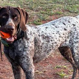 German Shorthaired Pointers from KMS GSP's