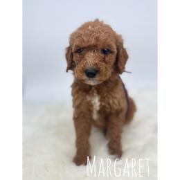 Margret - Red  female Goldendoodle puppy in Smithfield, Kentucky from KBK9 Kennels
