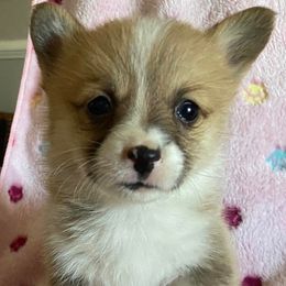 Pembroke Welsh Corgi Puppies from Red Elephant Farms