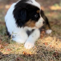 Maple - Black tri-color female Australian Shepherd puppy in Oakridge, Oregon from Middle Fork Australian Shepherds