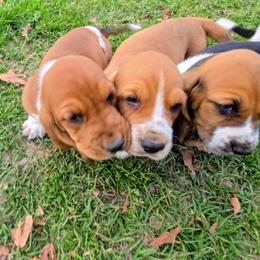 Basset Hound Puppies from Walkers Catuna Bassett Hounds