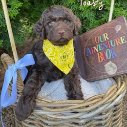 Toasty - Chocolate male Goldendoodle puppy in Waterford, Michigan from Oh My Doodness!