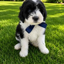 Carol - Black and white female Sheepadoodle puppy in Leeton, Missouri from Jane's Sheepadoodles