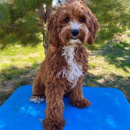 Woody - Goldendoodle