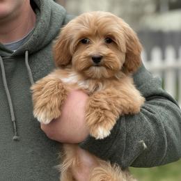 Bunny - Caramel cream female Australian Labradoodle puppy in Columbus, Montana from Comfort Doodle