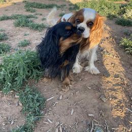 Ann - Cavalier King Charles Spaniel