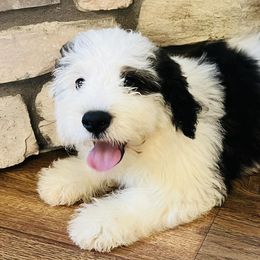 Bernedoodles and Bernese Mountain Dogs from Back Acre Bernese & Bernedoodles