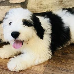 Bernedoodles and Bernese Mountain Dogs from Back Acre Bernese & Bernedoodles