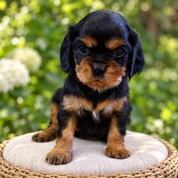 Macy - Black and tan female Cavalier King Charles Spaniel puppy in Belgrade, Montana from 406springhilldoodles