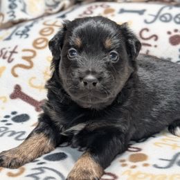 Maple - Black tri-color female Australian Shepherd puppy in Squaw Valley, California from A&M Australian Shepherds