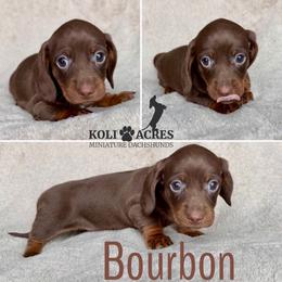 Bourbon - Chocolate and tan male Dachshund puppy in Kemp, Texas from Koli Acres