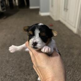 Parti girl - Parti female Yorkshire Terrier puppy in Hot Springs, Arkansas from Weslynn Kennels