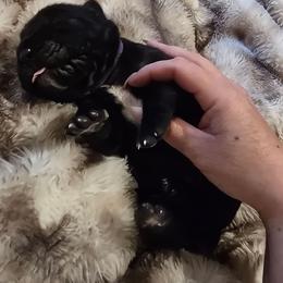 Purple collar - Black female Cane Corso puppy in Springfield, Oregon from PNW Cane Corsos